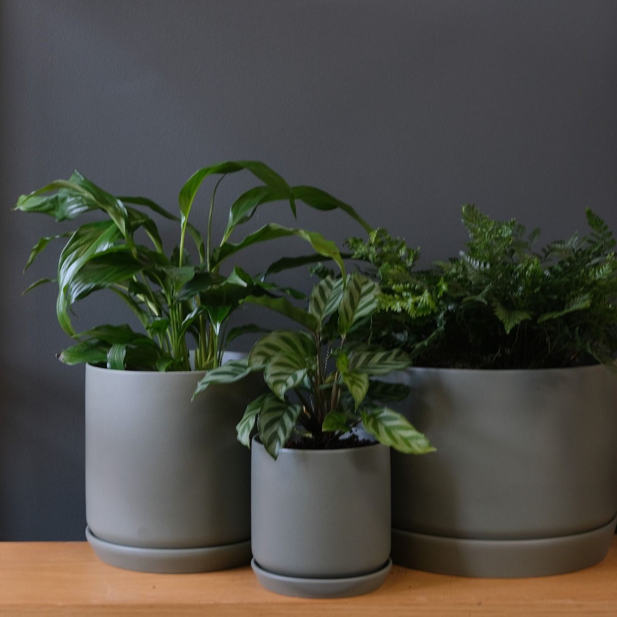 Medium Oslo Planter Eucalypt